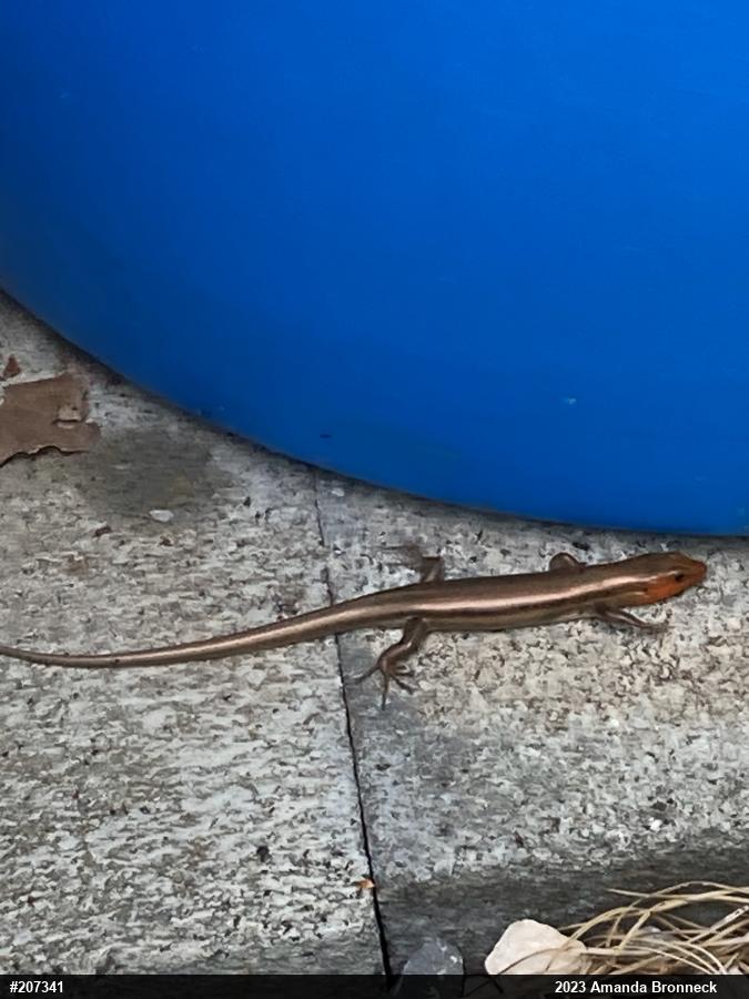Common Five-lined Skink