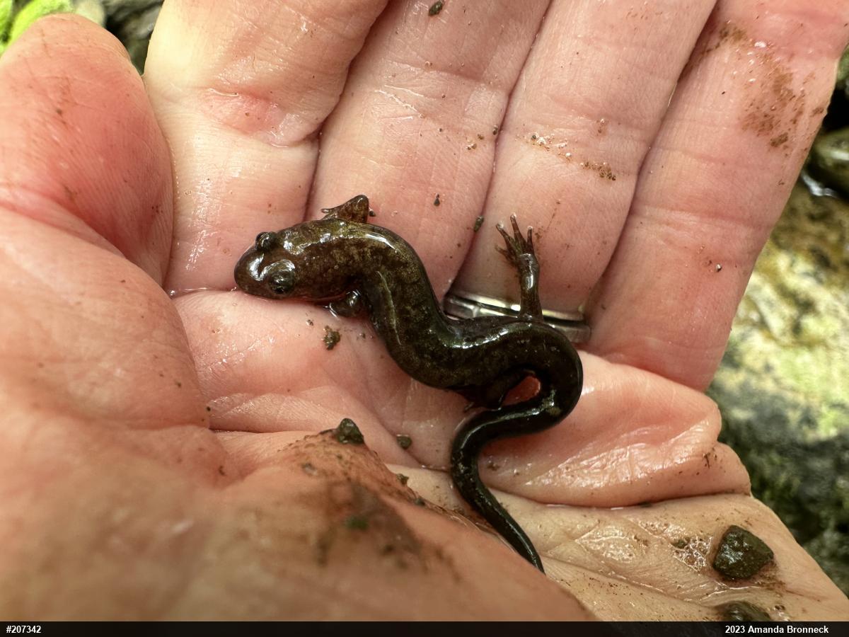 Allegheny Mountain Dusky Salamander