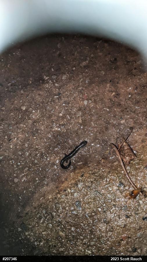 Eastern Red-backed  Salamander