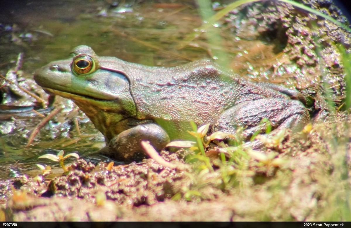 American Bullfrog