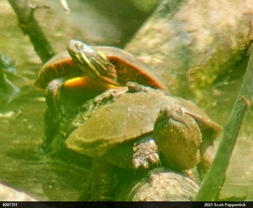 Painted Turtle