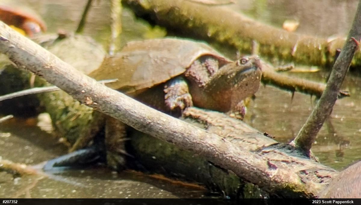 Snapping Turtle