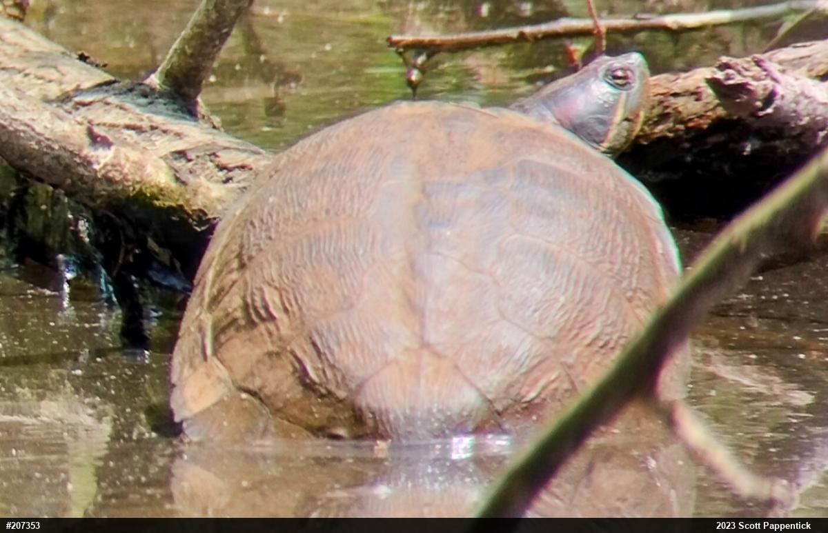 Red-eared Slider