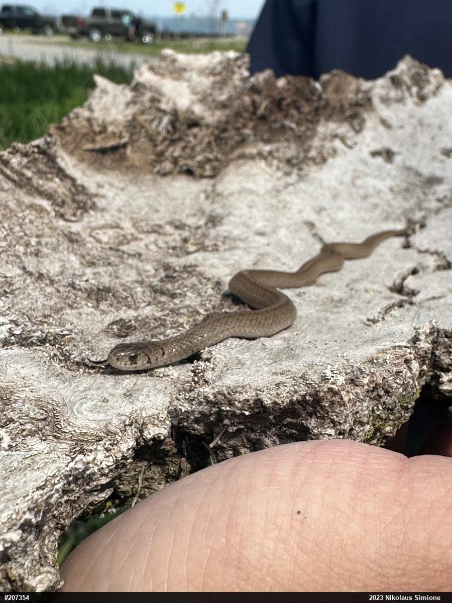 Dekay's Brownsnake