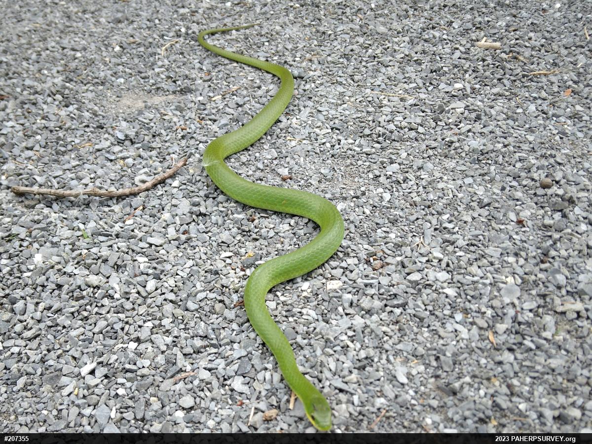 Smooth Greensnake