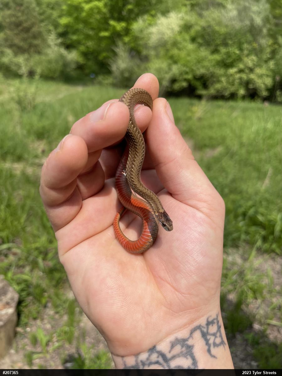 Red-bellied Snake