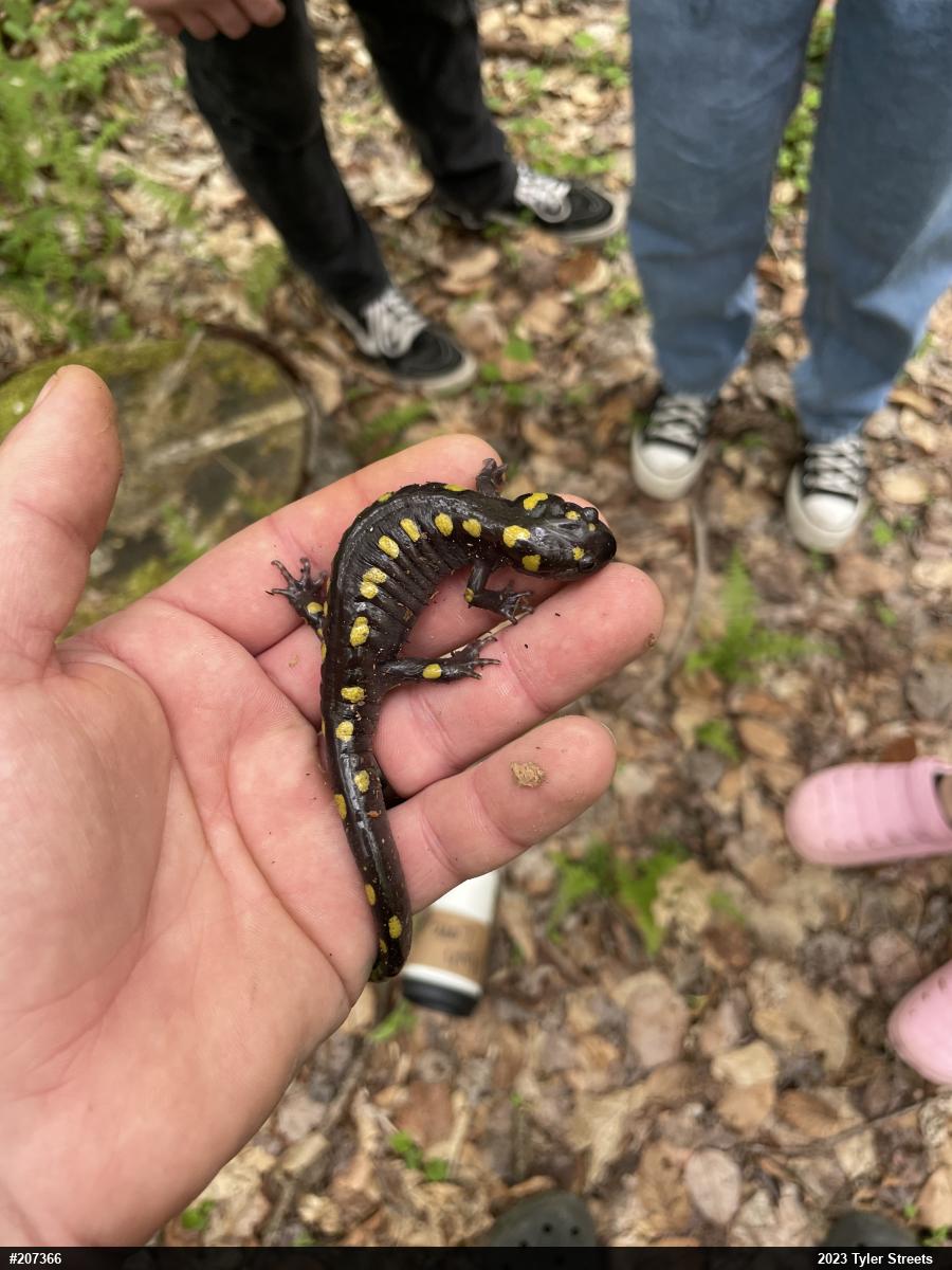 Spotted Salamander