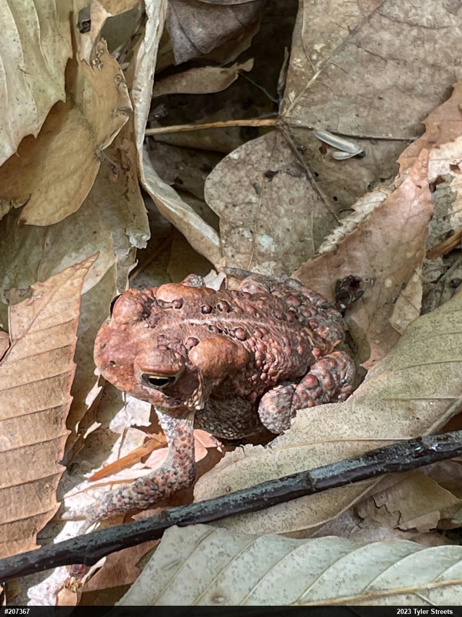Eastern American Toad