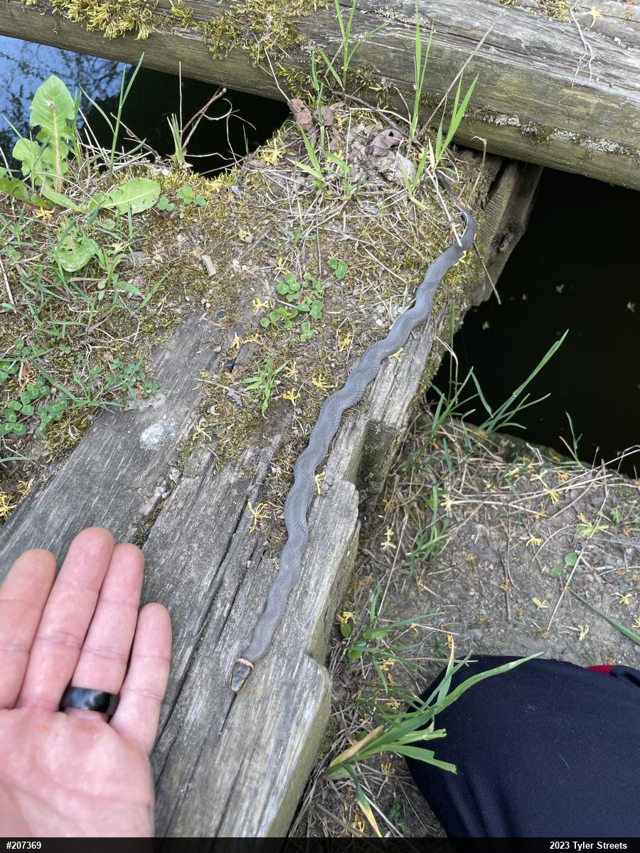 Northern Ring-necked Snake