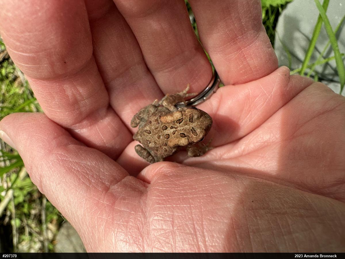 Eastern American Toad