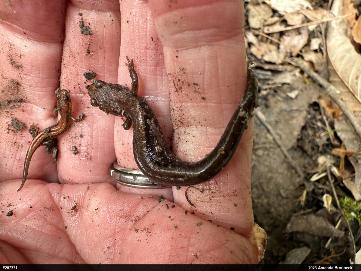 Allegheny Mountain Dusky Salamander