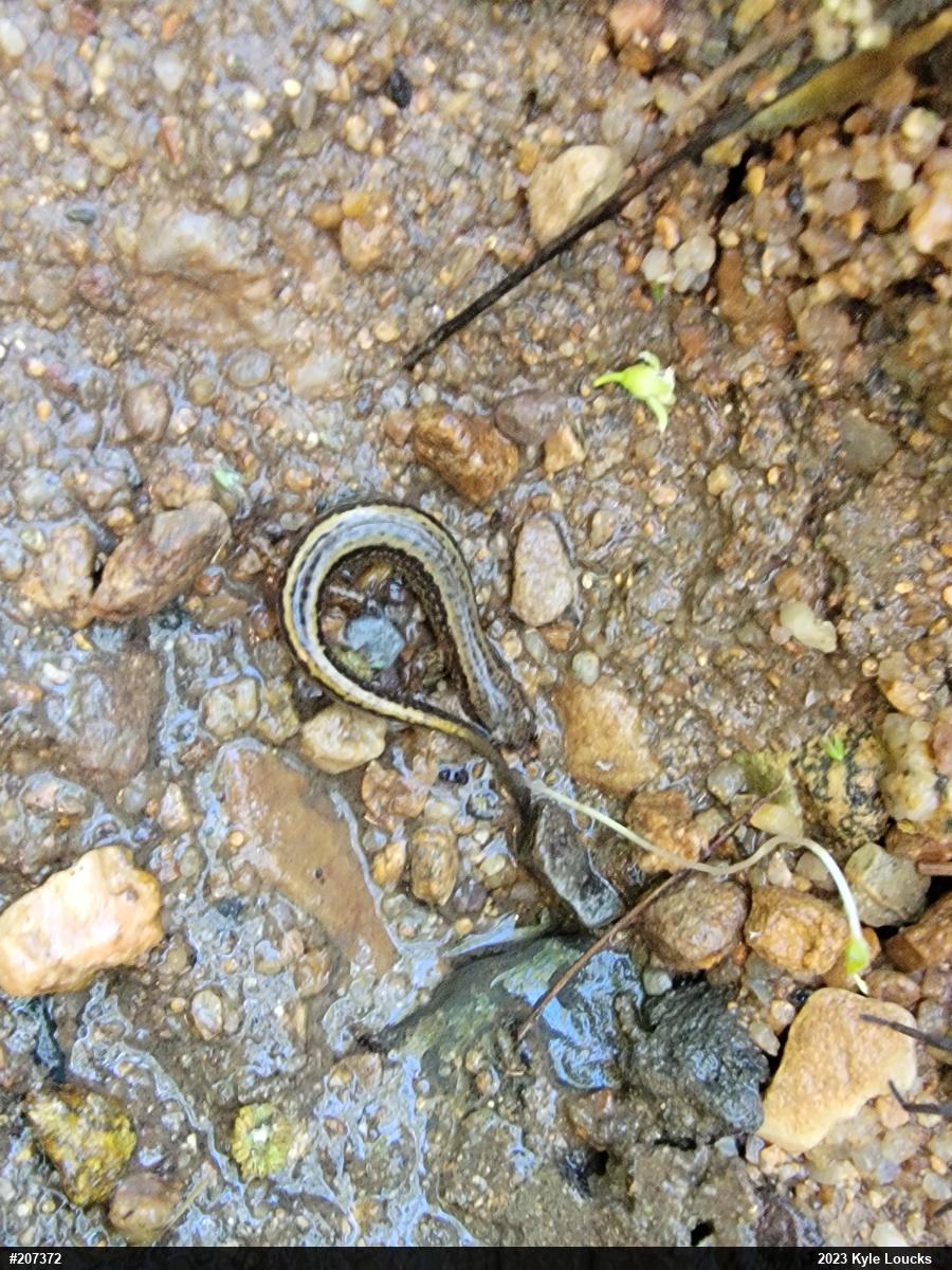 Northern Two-lined Salamander