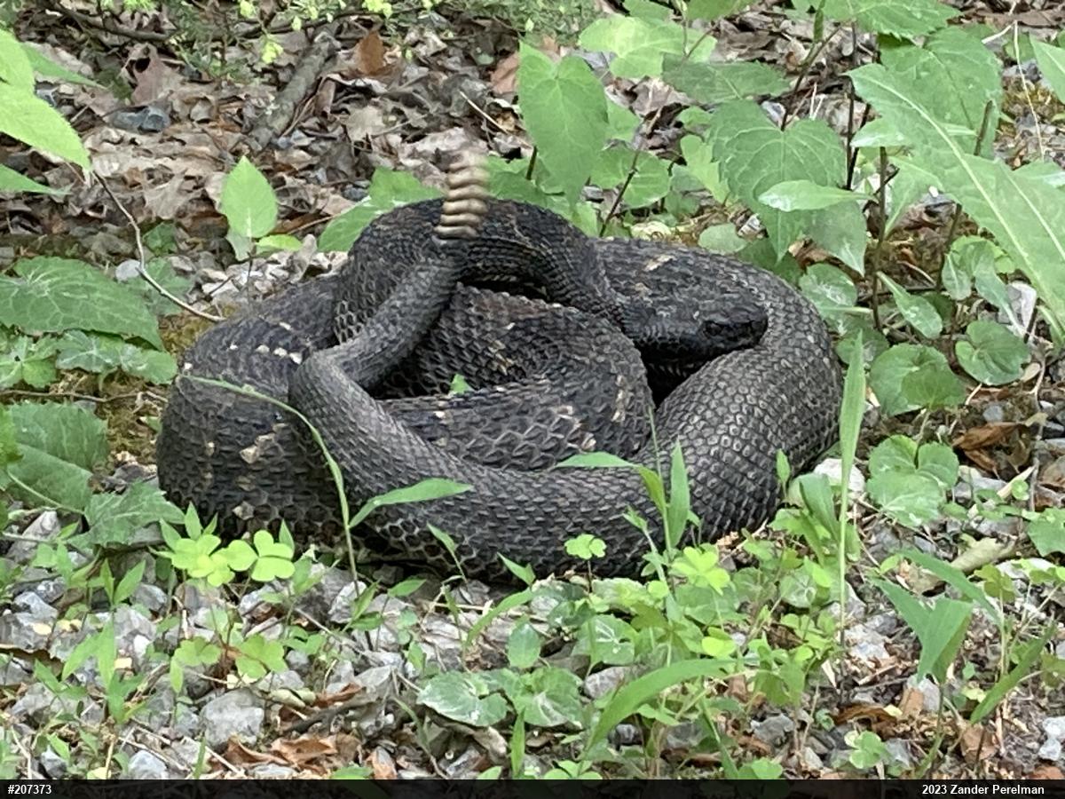Timber Rattlesnake