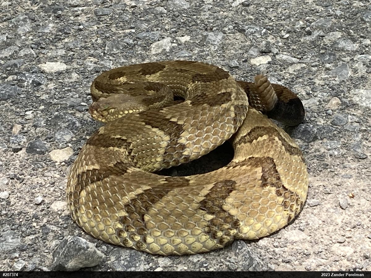 Timber Rattlesnake