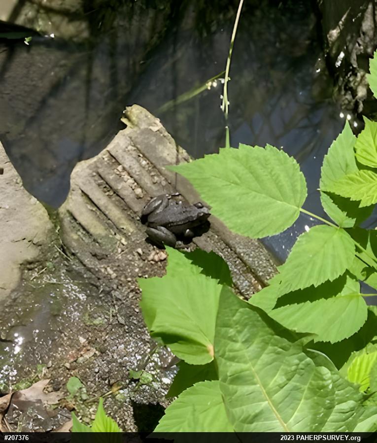 Green Frog