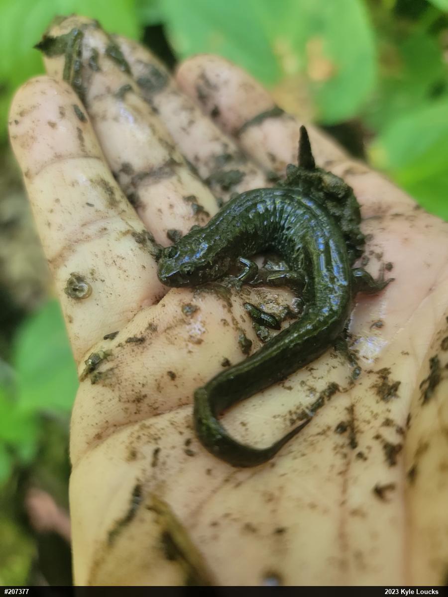 Northern Dusky Salamander