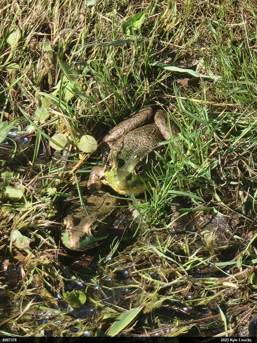 Green Frog