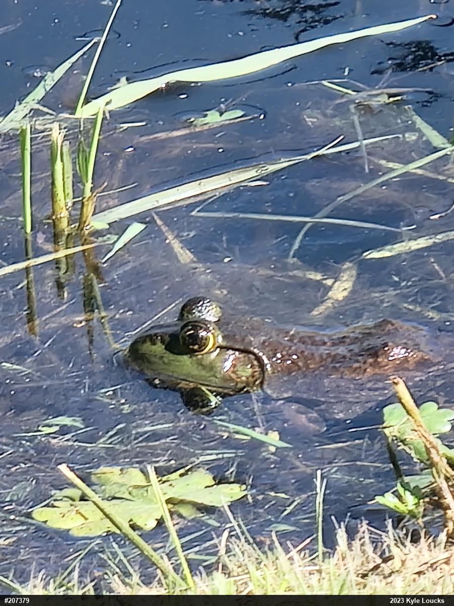 American Bullfrog