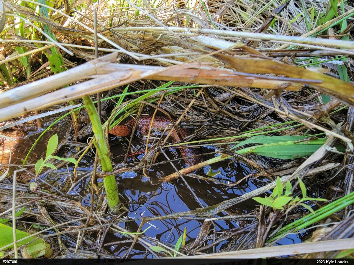 Northern Red Salamander