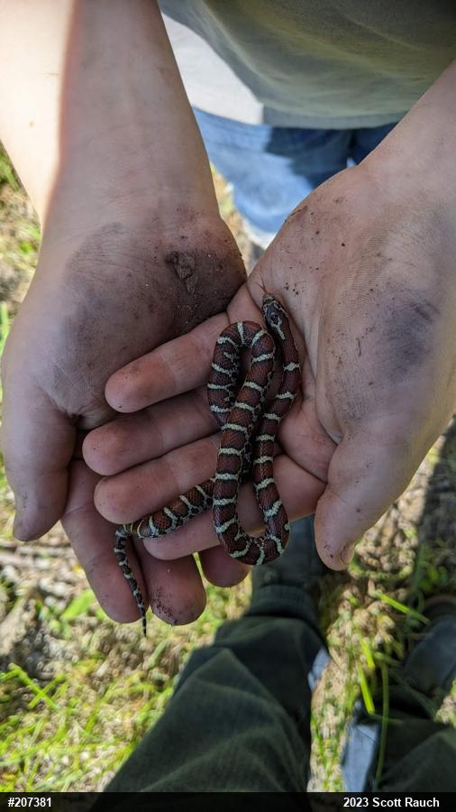Eastern Milksnake