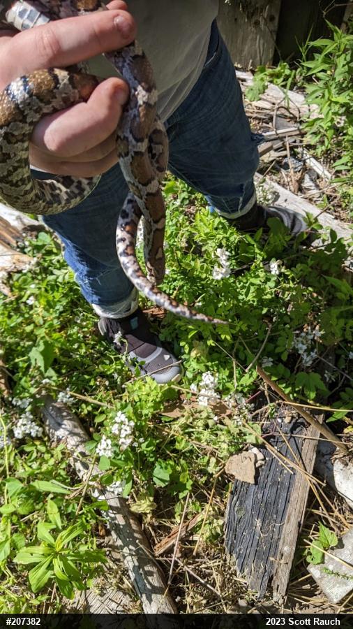Eastern Milksnake
