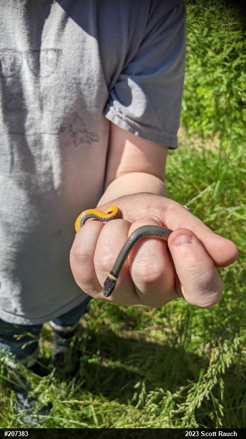 Northern Ring-necked Snake