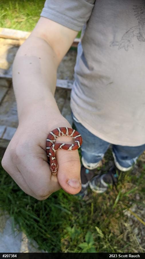 Eastern Milksnake