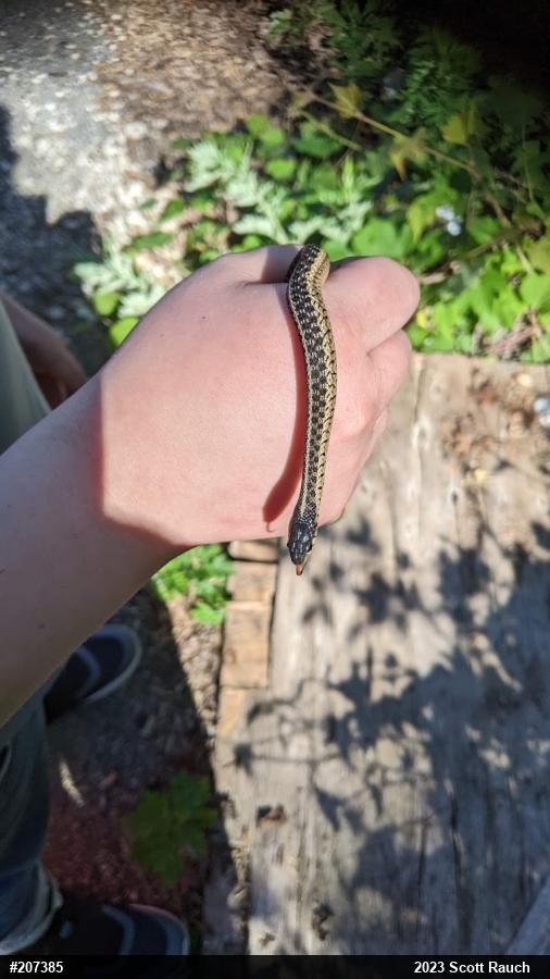 Eastern Gartersnake