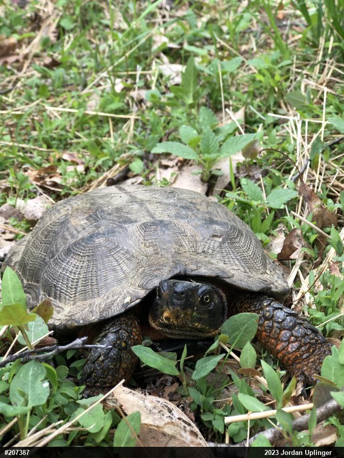 Wood Turtle
