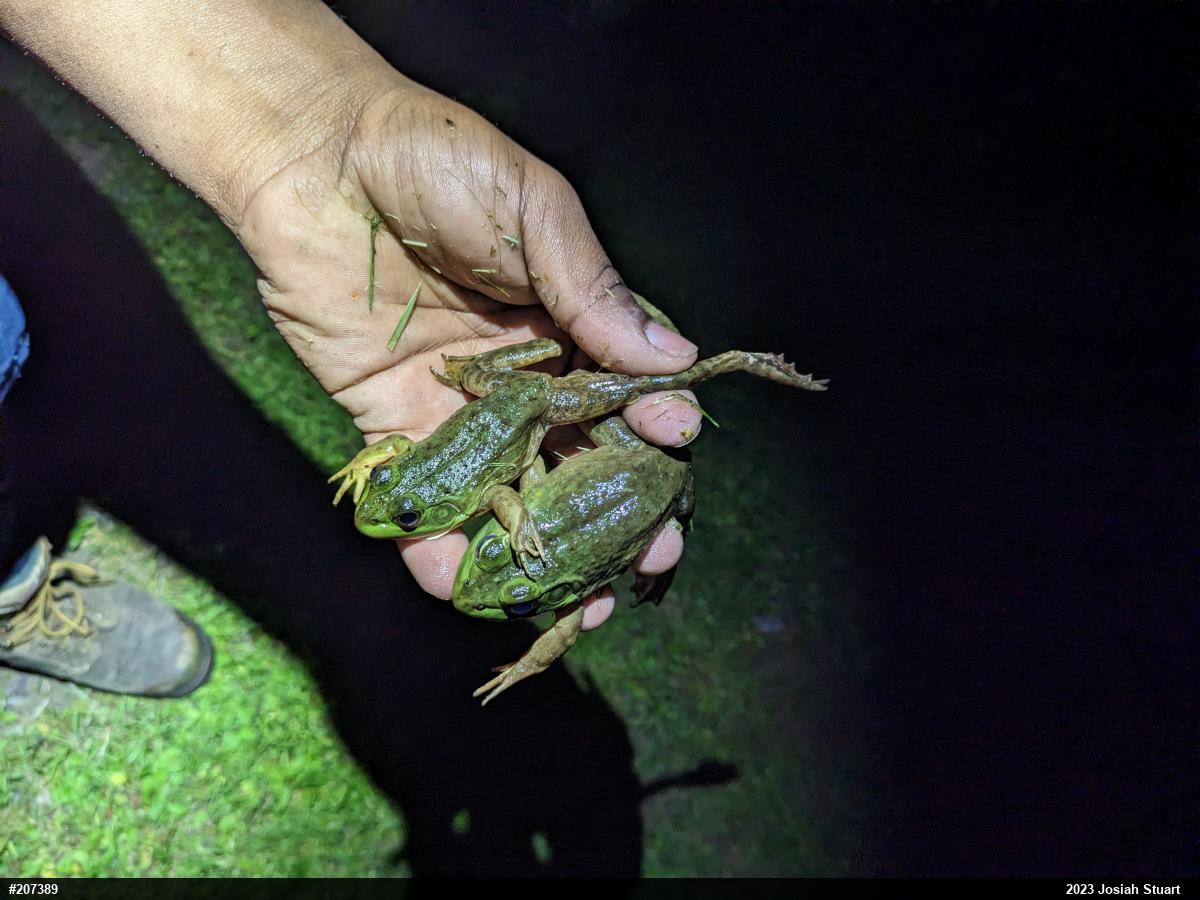 American Bullfrog