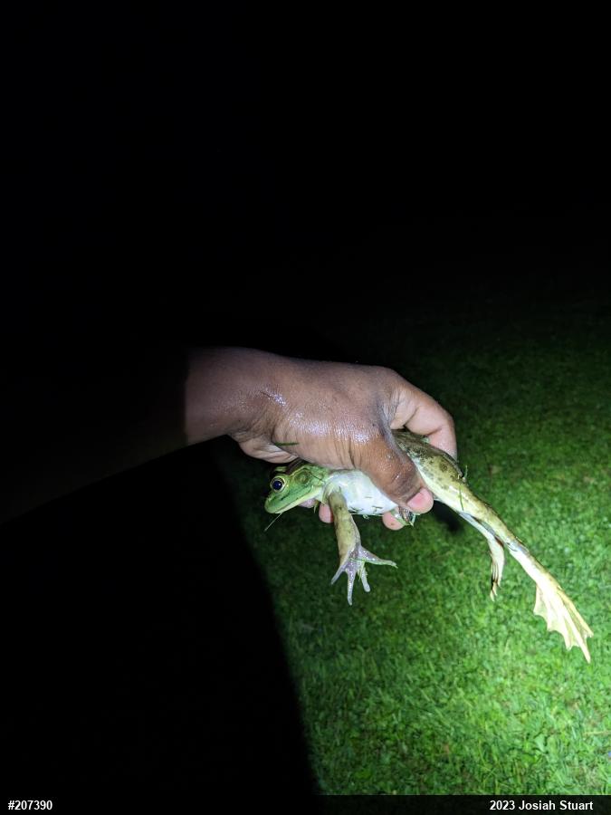 American Bullfrog