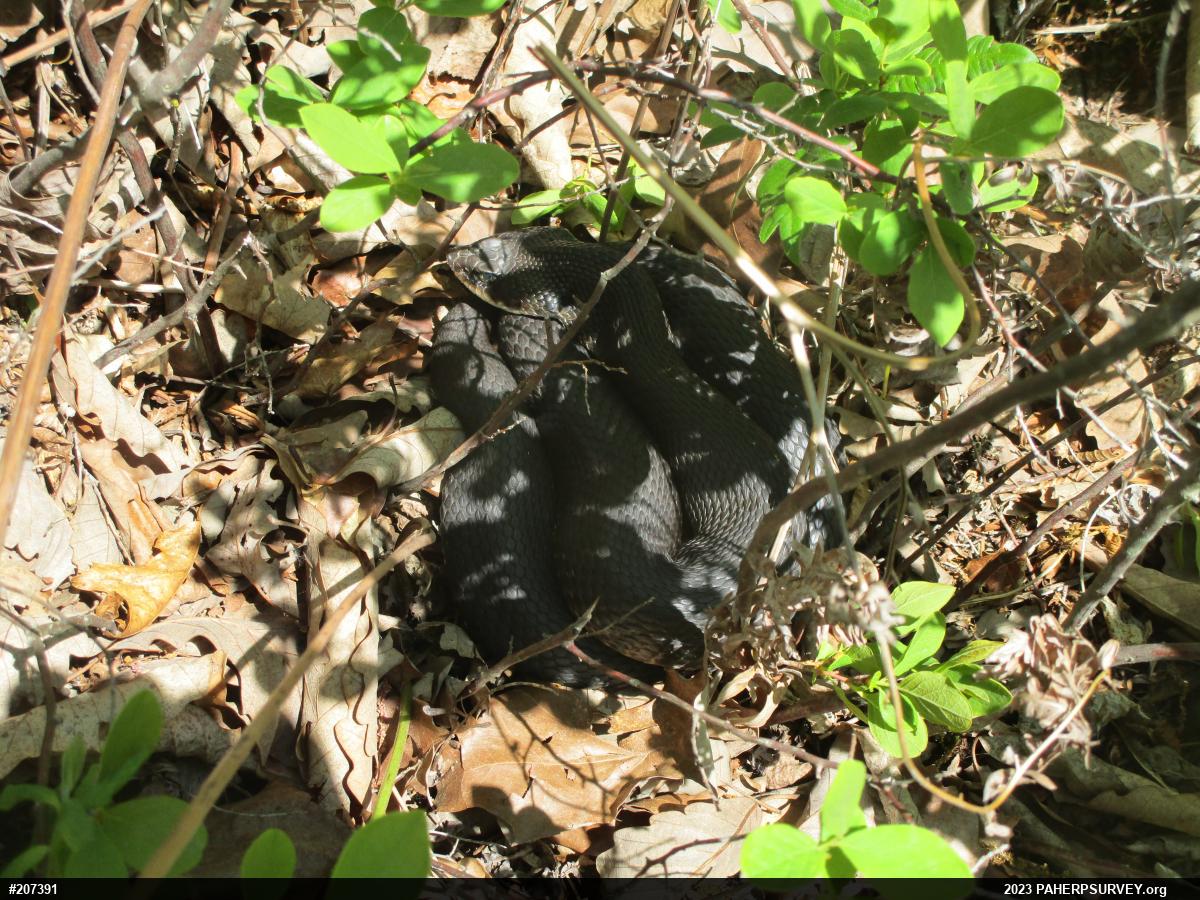 Eastern Hog-nosed Snake