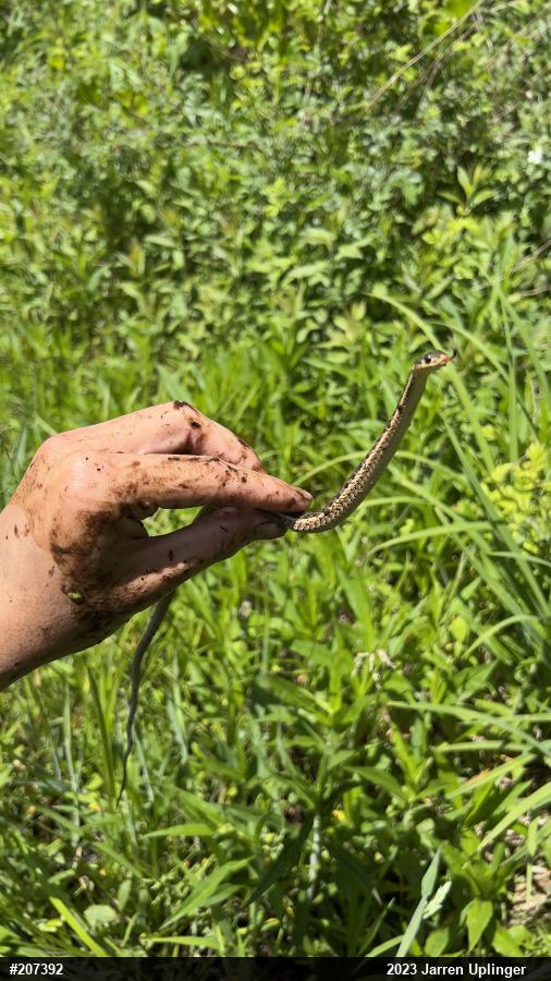 Eastern Gartersnake