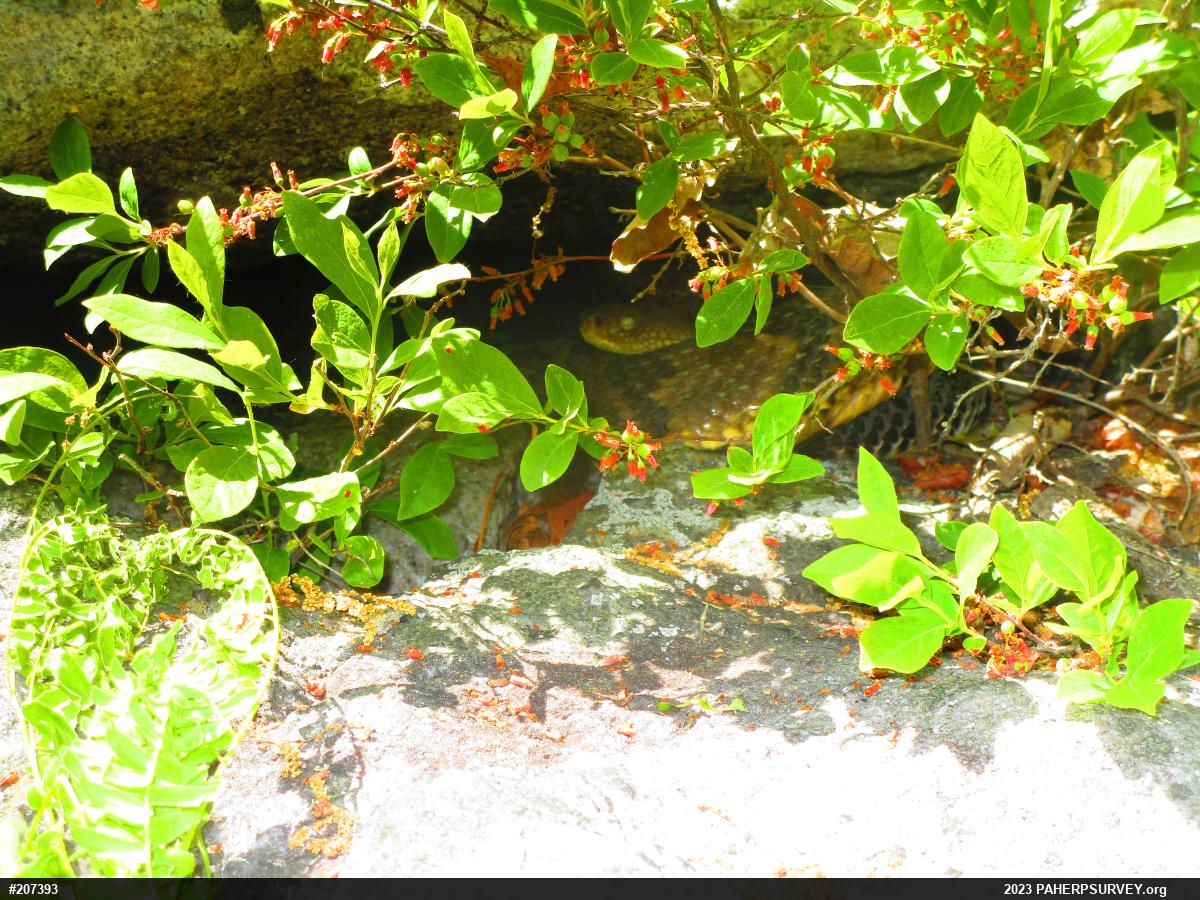 Timber Rattlesnake