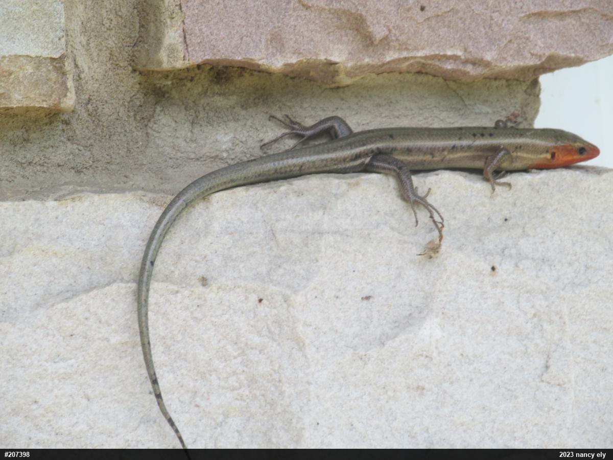 Common Five-lined Skink