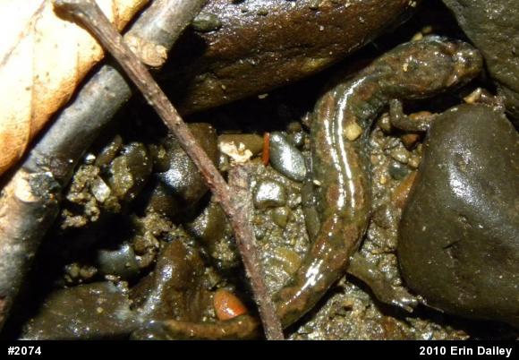 Northern Dusky Salamander