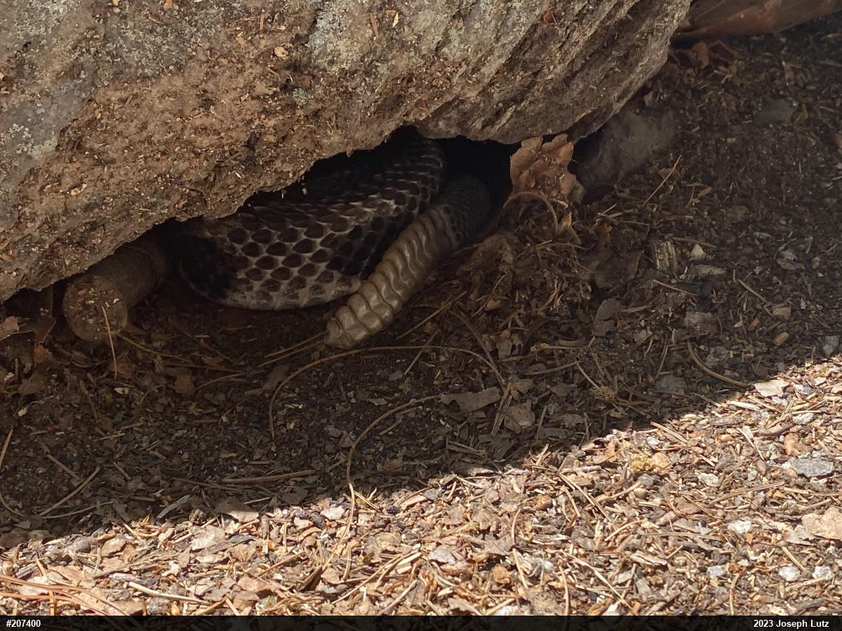Timber Rattlesnake