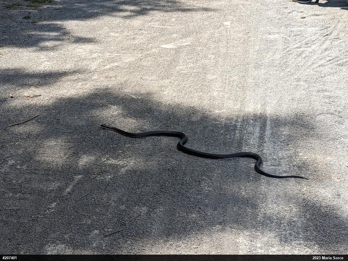 Eastern Ratsnake