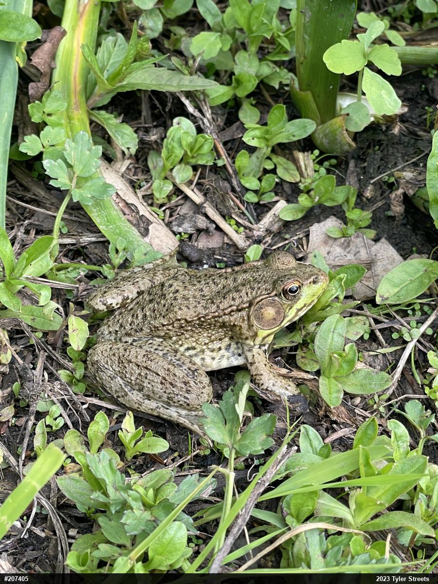 Green Frog
