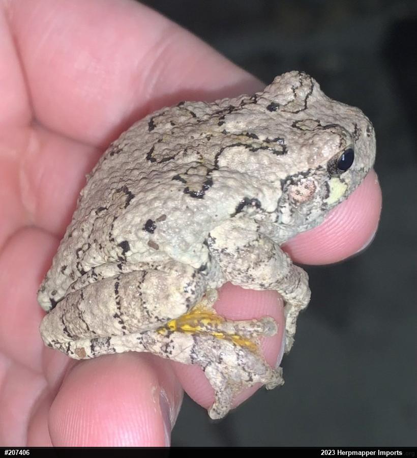 Unknown Gray Treefrog