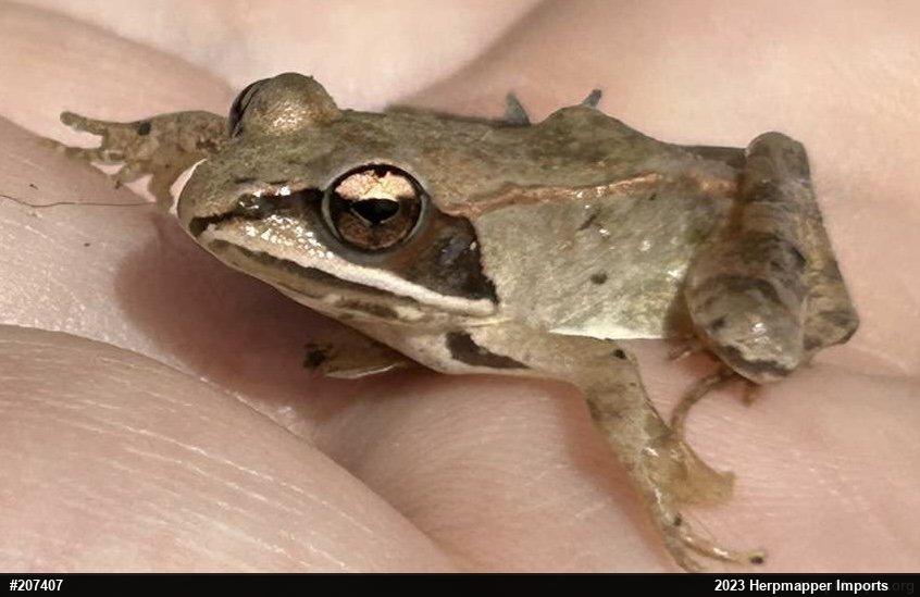 Wood Frog