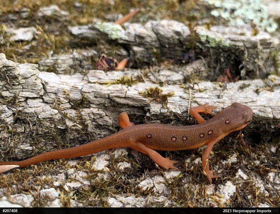 Red-spotted Newt
