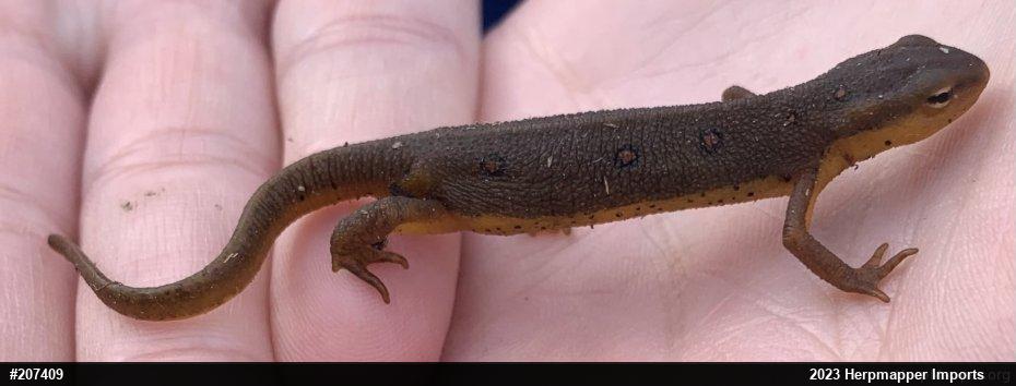 Red-spotted Newt