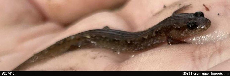 Northern Dusky Salamander