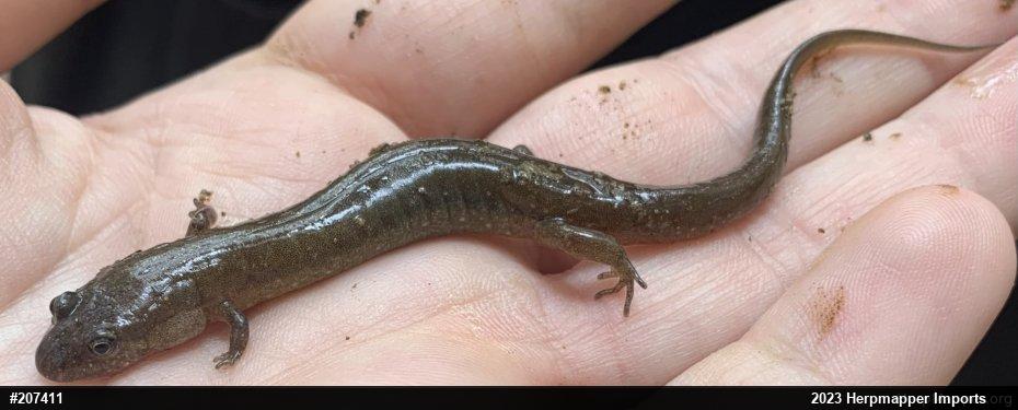 Northern Dusky Salamander