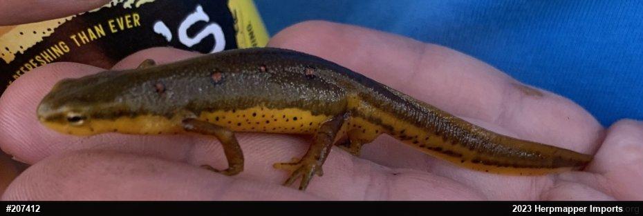 Red-spotted Newt