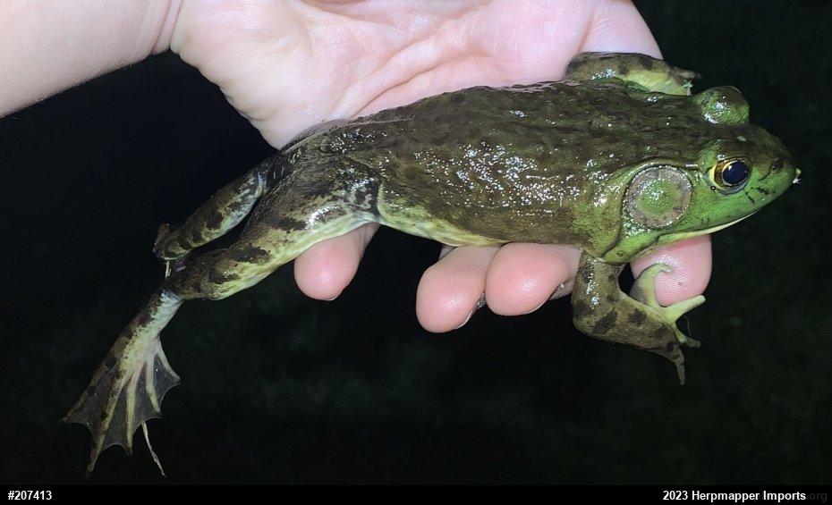 American Bullfrog
