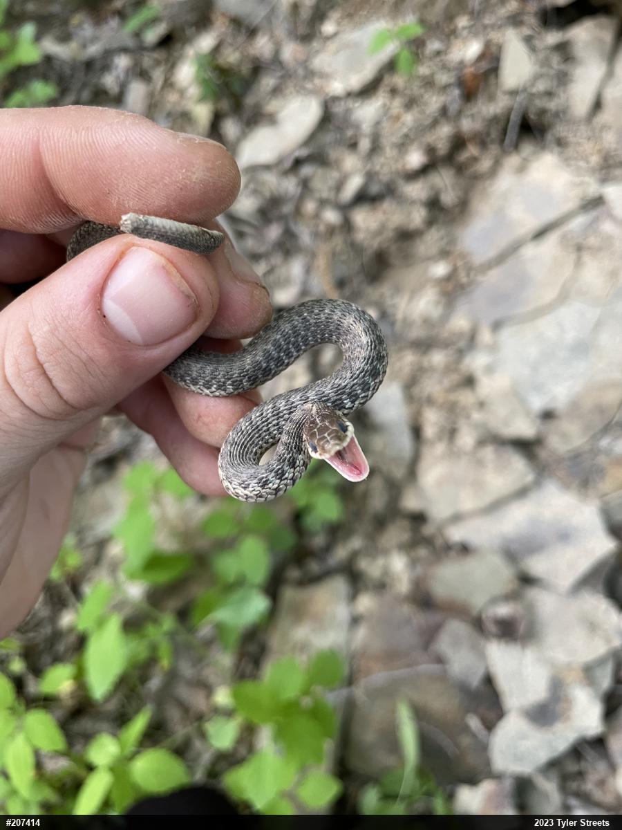 Eastern Gartersnake