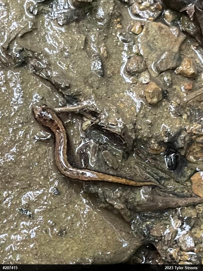 Allegheny Mountain Dusky Salamander