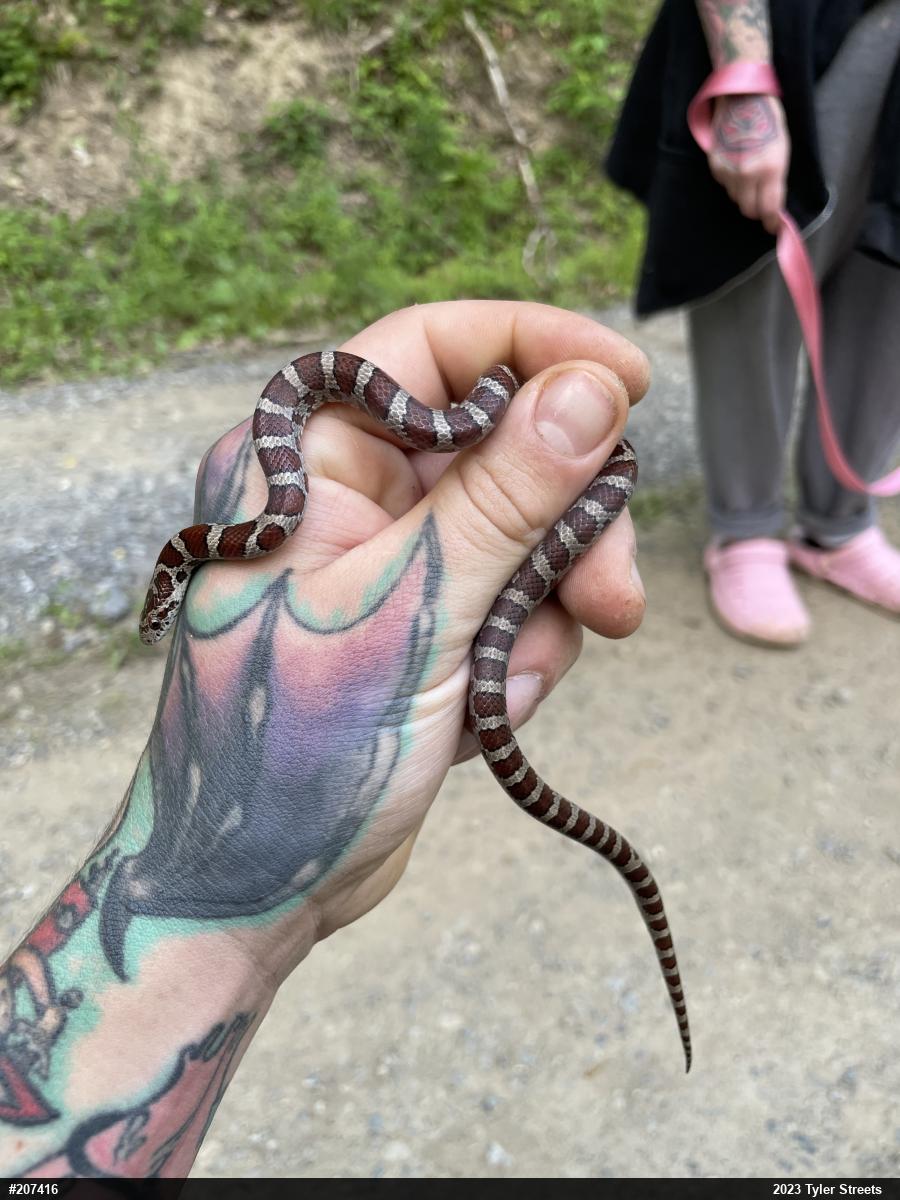 Eastern Milksnake